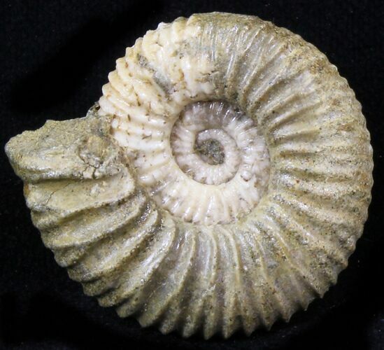 Pavlovia Ammonite Fossil - Siberia #29704